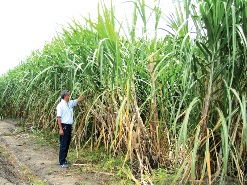 sugarcane