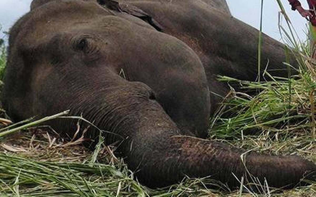 जङ्गली हात्ती मृत अवस्थामा फेला