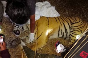 Tiger_arrest